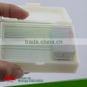 With All the Phases 12pcs Set Meiosis Microscope Slides thumbnail-6