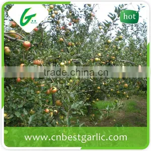 Red Chief Royal Gala Apple in Competitive Prices thumbnail-3
