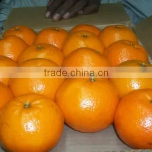 Egypt Mandarin Citrus thumbnail-1