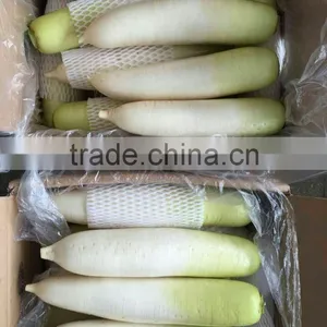 White Raddish Exporter thumbnail-1
