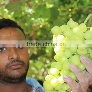 GRAPES thumbnail-1