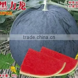 Hybrid Seedless Black Watermelon Seeds for Growing-black Dragon No.2 thumbnail-1