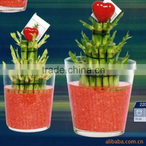 Indoor Decorative Ornamental Bonsai Plants of Dracaena Sanderiana thumbnail-3