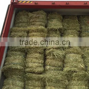 Rhods Grass thumbnail-1