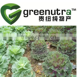Kale Powder thumbnail-1