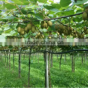 Microelement Fertilizer thumbnail-4