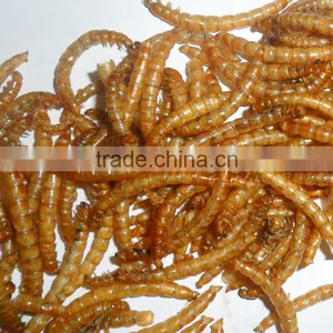 Good Quality Oven-baked Mealworm of Bird Food thumbnail-5