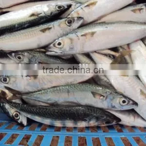 Frozen Mackerel Fish Good Quality thumbnail-3