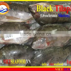 BLACK TILAPIA WHOLE ROUND thumbnail-1