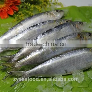 Frozen Sardine Fish for Making Cans thumbnail-1