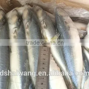 BQF Whole Round Pacific Mackerel Size 40 - 50 Pcs /g thumbnail-1