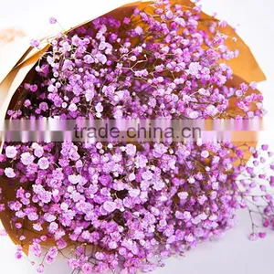 Special Unique Nature Preserved Gypsophila thumbnail-1