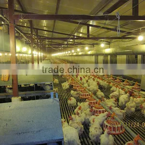 Complete Equipment for Broiler Poultry House thumbnail-1