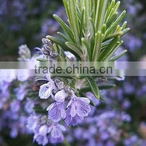 Rosemary Oil Essential - Pure Essential Oil thumbnail-1