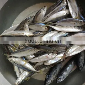 12-14pcs/kg Frozen Whole Round Scad Fish thumbnail-2