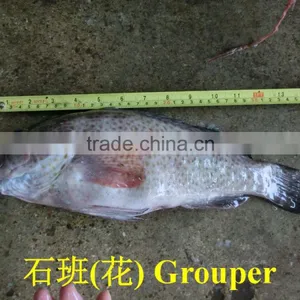Grouper thumbnail-2