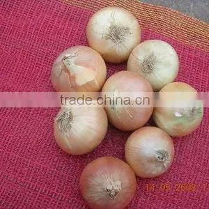 Yellow Onions WITH HIGH QUALITY FROM EGYPT thumbnail-1