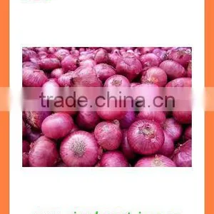 FOR SALE Bulk Fresh Red Onion thumbnail-5