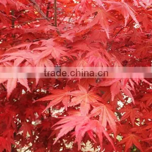 Acer Rubrum /Chinese Maple /Acerpalmatum/Japanese Maple Tree Seeds for Planting thumbnail-2