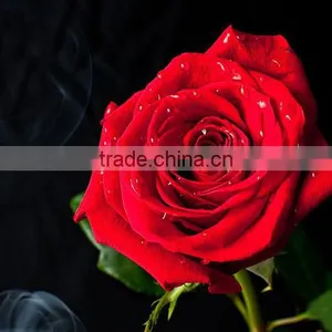 Multi Color Roses Seedlings thumbnail-4
