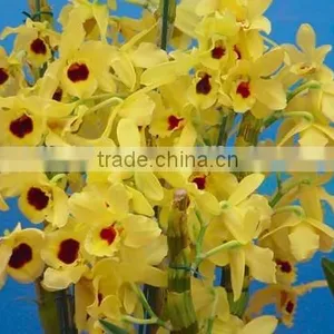 Dendrobium Extract Alkaloid thumbnail-2