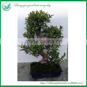 Ficus Bonsai thumbnail-5
