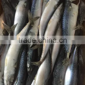 200-300g , Seafrozen , Pacific Mackerle , 15kg Ctn thumbnail-3