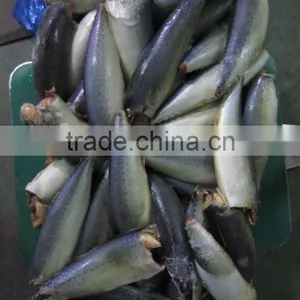 Frozen HGT Pacific Mackerel thumbnail-4