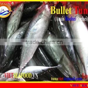 FROZEN BULLET TUNA (Auxis Rochei Rochei) thumbnail-1