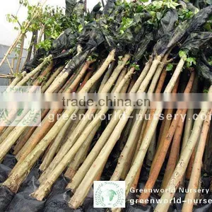 Ficus Religiosa Packed for Shipment thumbnail-1