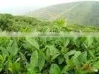 Green Tea P.E. thumbnail-1