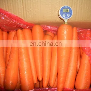 BRC A DIA 30-50mm THK 6-8mm Crincle Cut Straight Cut IQF Frozen Slices Carrot From Sinocharm thumbnail-5