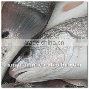 Frozen Red Drum Fish Food thumbnail-1