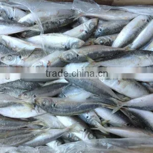 High Quality Frozen Round Scad(Decapterus Maruadsi). thumbnail-1