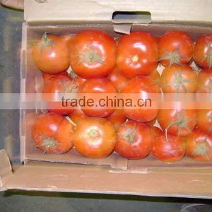 Fresh Tomato thumbnail-1