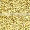 High Quality Coriander Seeds thumbnail-1