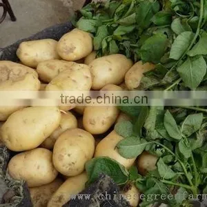 2013latest Fresh Potato thumbnail-1