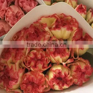Best Price Fresh Carnation Flowers for Sell thumbnail-1