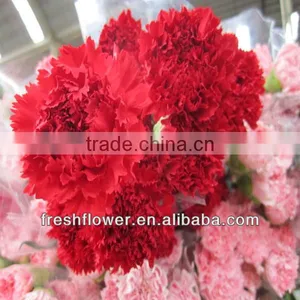 Fresh Cut Red Carnation for Mother's Day thumbnail-1