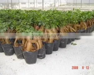Zhangzhou Wisdom Industry & Trade Co., Ltd. company overview - view 4 thumbnail