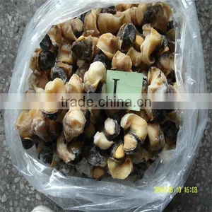 Frozen Cooked Sea Large Conch Shells thumbnail-1