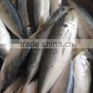 2016 High Quality Frozen Horse Mackerel thumbnail-1