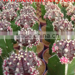Cactus Y85 thumbnail-2