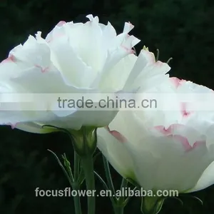 2017 New Different Kinds Of Cut Fresh Eustomas Flowers For Sale thumbnail-6