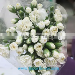 Various Carnation Flower High Quality Fresh Cut Carnation Flowers From Yunan Kunming thumbnail-2