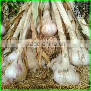 2015 Cang Shan 4-6 Clove Garlic(The Best Quality) thumbnail-1