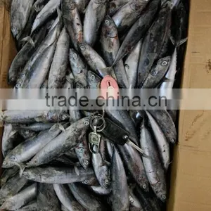 Frozen Whole Round 100-300g Bonito Tuna Fish thumbnail-1
