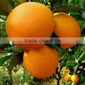 Chinese Fresh Baby Mandarin thumbnail-1
