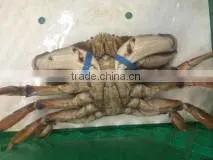 Live Dungeness Crab thumbnail-2
