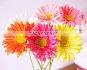 Fresh Cut Flowers Types of Fresh Flower Gerbera Floer thumbnail-6
